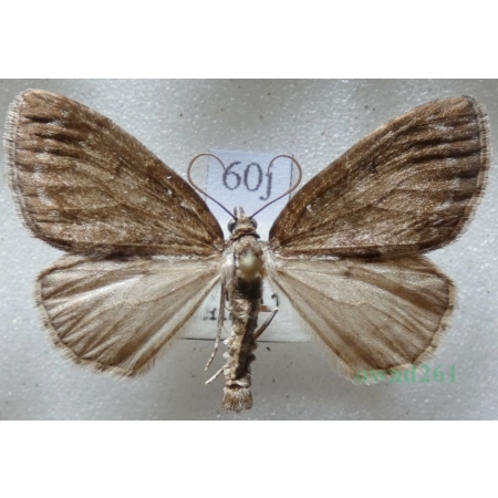 Hydriomena impluviata (Denis & Schiffermüller, 1775) Paśnik olszyniak Czech60j